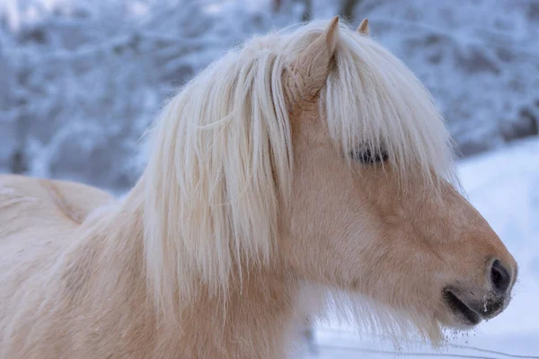 Palomino Coloriu Cavalo Islandês Inverno Cor Marrom Pálido Com Crina — Fotografia de Stock