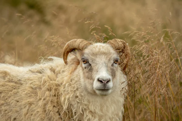 Közelkép Egy Izlandi Fehér Bárányról Aki Magas Fűben Áll Kamerába — Stock Fotó