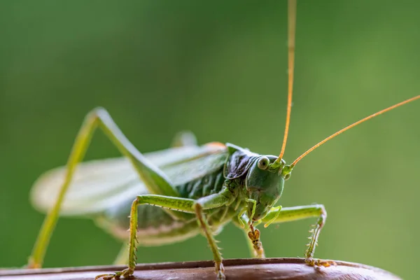 Close Full Body Portrat Great Green Bush Cricket Soft Green — Stock Photo, Image