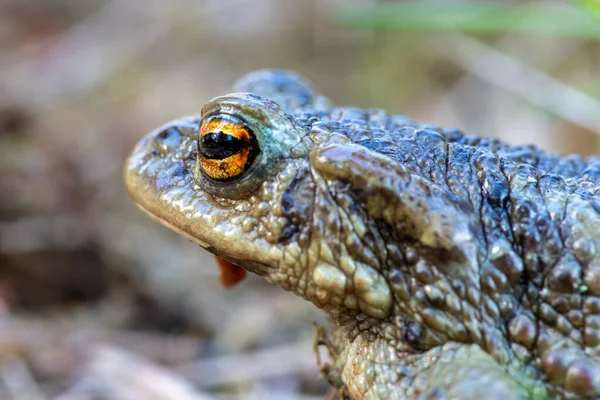 Detaljerad Närbild Sida Bild Grön Spräcklig Groda Med Gyllene Orange — Stockfoto