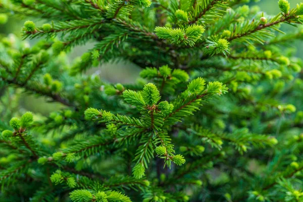 一株鲜绿冷杉的枝条和针头的近景 — 图库照片