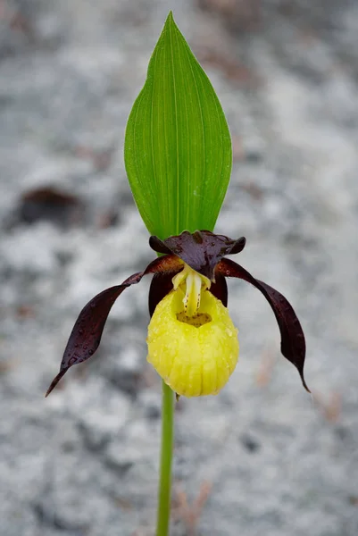 Krásná Zblízka Bizarní Podivně Vyhlížející Žluté Dámské Pantofle Orchidej Ipedium — Stock fotografie