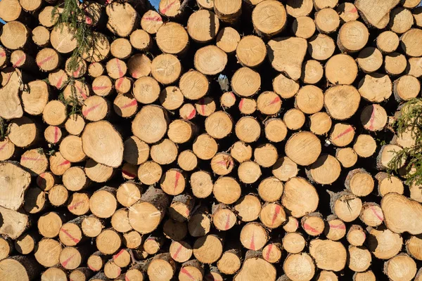 スウェーデンの森林伐採地域に積み上げられた明るい日差しの中で木材の山の一部を終わらせ — ストック写真