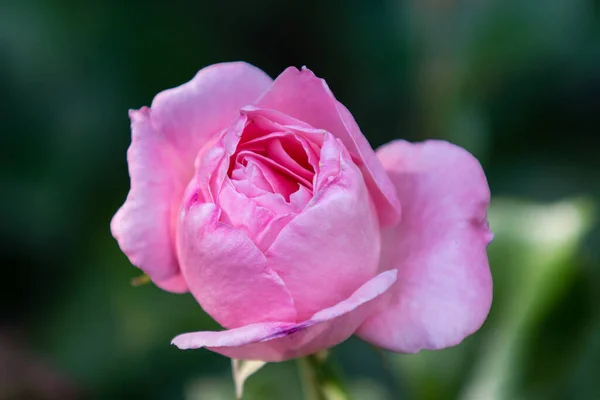 Zbliżenie Jednej Różowej Róży Miękkim Zielonym Tłem — Zdjęcie stockowe