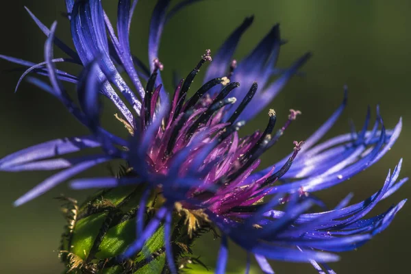 Крупним Планом Красивий Синій Фіолетовий Блакитний Капелюх Або Квітка Бакалавра — стокове фото
