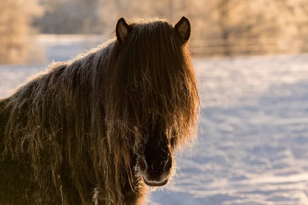 Mörkbrun Islandshäst Med Mycket Lång Man Kall Vinterdag Man Och — Stockfoto