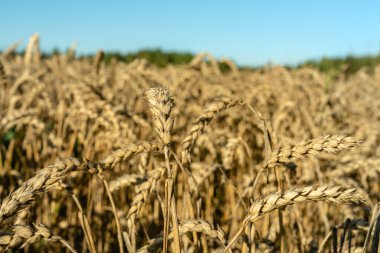 Mavi gökyüzü ve kameraya en yakın pipetlerin bulunduğu tahıl tarlasının yakın görüntüsünü kapat.