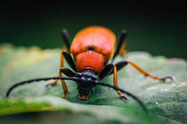 Yeşil bir yaprağın üzerinde oturan kırmızı bir böceğin detaylı görüntüsü.