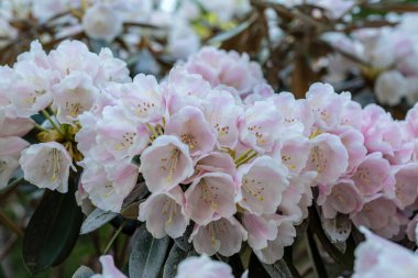 Güzel, yakın plan pembe ve beyaz rhododendron çiçeklerinin yoğun bir demeti yumuşak gün ışığında bir çalılıkta büyüyor.