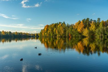 İsveç 'teki Dal nehri, sonbahar renklerinde. Nehir kıyısında canlı renkli ağaçlar ve suda yüzen bazı ördekler.