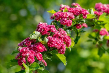 Pembe bir Hawthorn ağacının dalları, çiçek kümeleriyle dolu yumuşak yeşil bir zemin ve parlak bir güneş ışığı oluşturur.