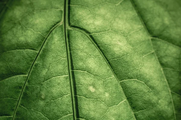 Närbild Ett Grönt Blad Med Stora Vener Och Vacker Konsistens — Stockfoto