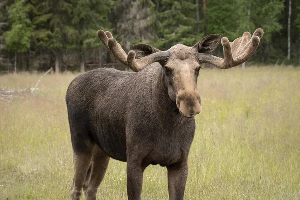 Closeup Large Male Moose Large Antlers Standing Field Looking Camera — Stock Photo, Image