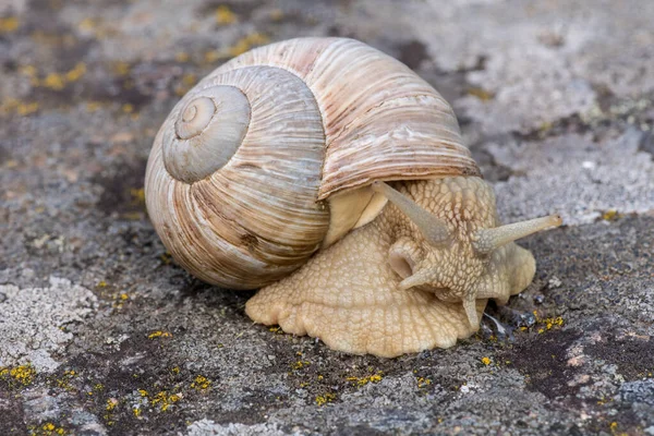 Closeup Grande Caracol Molusco Branco Com Casca Marrom Claro Listrado — Fotografia de Stock