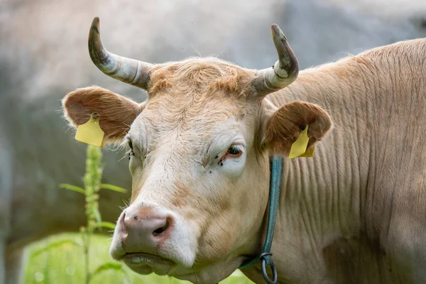 Zewnętrzny Portret Głowy Jasnobrązowo Białej Krowy Żółtymi Tagami Uszach — Zdjęcie stockowe