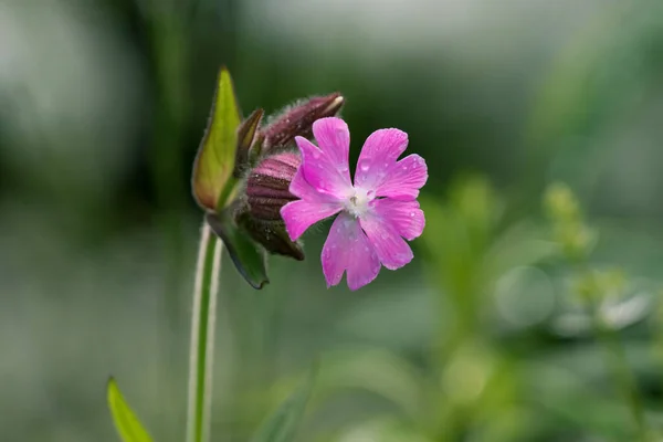 Primer Plano Una Flor Campión Rojo También Llamada Tierra Madera — Foto de Stock