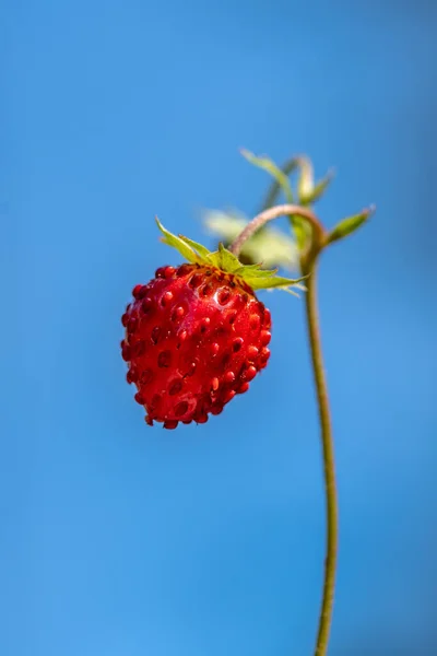 Close Άποψη Του Ένα Ενιαίο Άγρια Φράουλα Έντονο Κόκκινο Κατά — Φωτογραφία Αρχείου