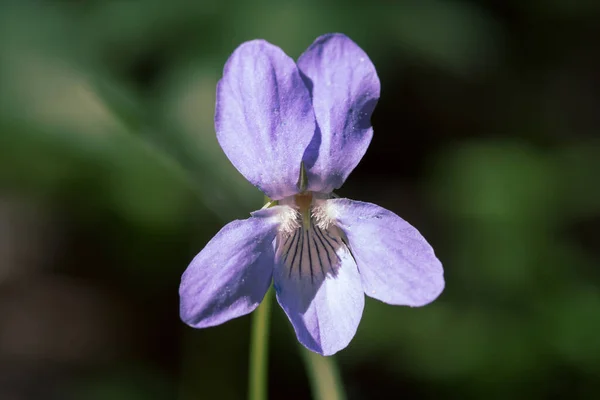 Hermoso Primer Plano Una Flor Violeta Violaceae Brillando Bajo Sol — Foto de Stock