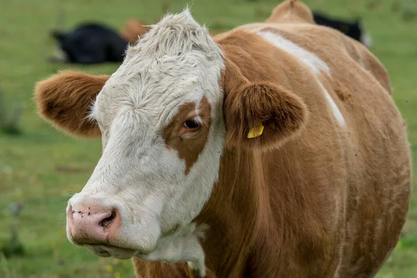 Gros Plan Une Grande Vache Blanche Brune Debout Sur Champ — Photo