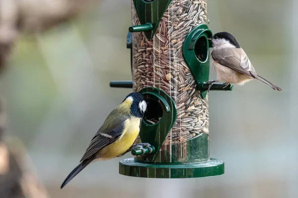 Small tit birds eating sunflower seeds from a feeder or dispenser in autumn