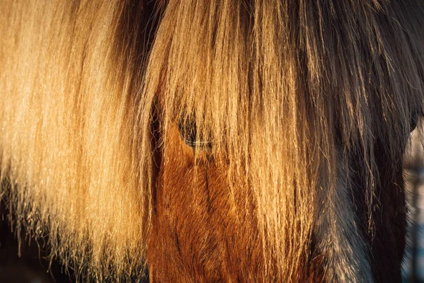 Primer Plano Parcial Caballo Islandés Color Castaño Con Melena Larga — Foto de Stock