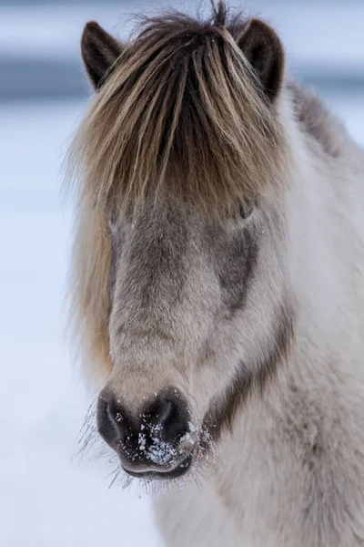 Retrato Belo Cavalo Islandês Cor Marrom Claro Com Crina Marrom — Fotografia de Stock