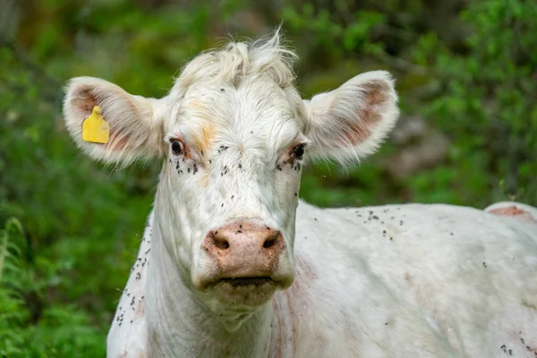 Gros Plan Portrait Une Vache Blanche Avec Beaucoup Mouches Autour — Photo