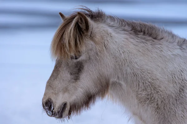Porträtt Vacker Beige Färgad Islandshäst Med Mörkbrun Och Gul Man — Stockfoto