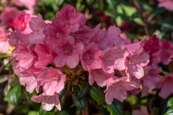 Belle Vue Rapprochée Des Fleurs Rhododendron Dans Grand Faisceau Brillant — Photo