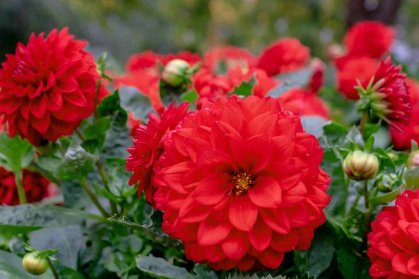 Vue Rapprochée Une Grappe Fleurs Rouges Vibrantes Dahlia Avec Une — Photo