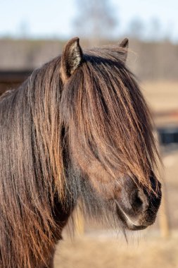 Yüzünü kaplayan koyu kahverengi yeleli bir İzlanda atının güzel baş portresi. Dışarıda duruyorum, gün ışığında parlıyorum.