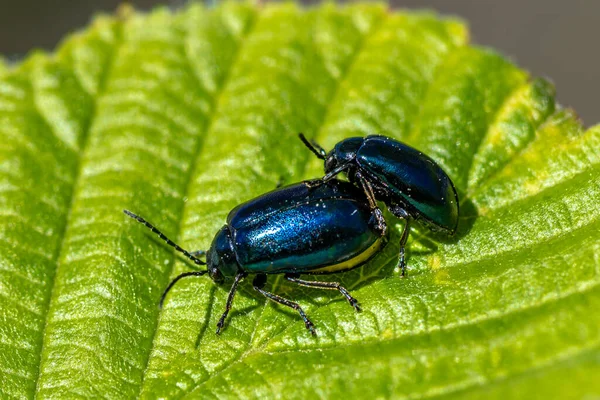 Close Couple Black Blue Shiny Beetles Mating Leaf Sunlight — Stock Photo, Image