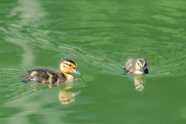 Zblízka Pohled Dva Rozkošné Divoké Kachny Plavající Zelené Vodě Jasném — Stock fotografie