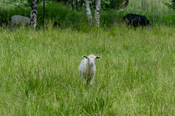 Cordeiro Branco Curioso Pasto Verde Exuberante Com Grama Alta Olhando — Fotografia de Stock