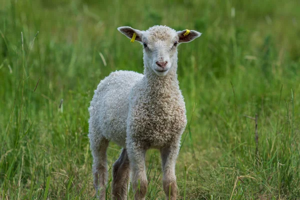 スウェーデンの緑豊かな牧草地にある白い子羊がカメラを覗き込む様子を間近で見ることができます — ストック写真