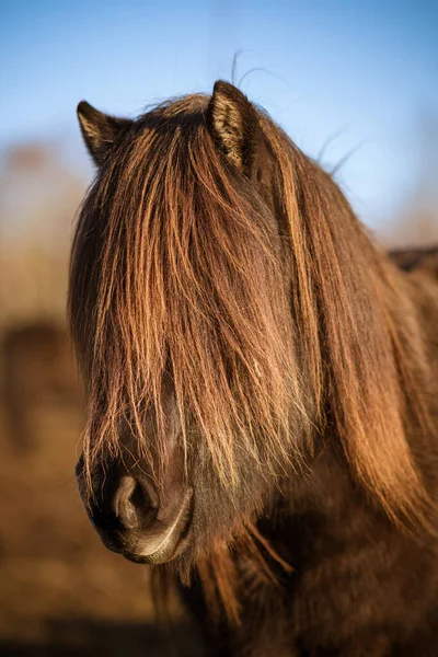 Vackert Porträtt Mörkbrun Islandshäst Med Mycket Lång Man Som Täcker — Stockfoto