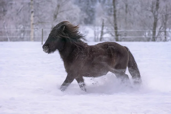 冬の深い雪の中を走る暗褐色のアイスランドの馬 — ストック写真