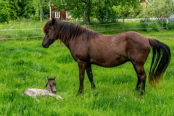 Cavallo Islandese Marrone Scuro Piedi Pascolo Verde Con Suo Giorno — Foto Stock