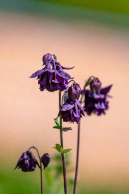 Parlak yaz güneşinde Koyu mor su çiçekleri
