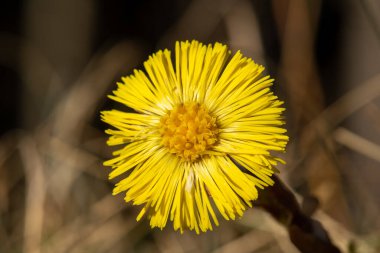 Tek bir sarı tay ayağının parlak bahar güneşinde parlayan çiçeğinin ayrıntıları.