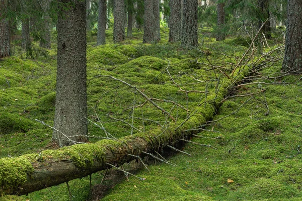 Leesett Feküdt Erdő Padlóján Egy Nagyon Régi Erdőben Svédországban Zöldmoha — Stock Fotó