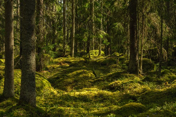 Vista Desde Profundo Bosque Silvestre Suecia Abeto Creciendo Entre Las — Foto de Stock