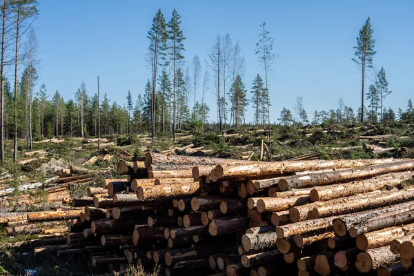春の日差しと青空の中で地面に木や幹や枝のスタックとスウェーデンの森林伐採地域で新しく伐採された森林 — ストック写真