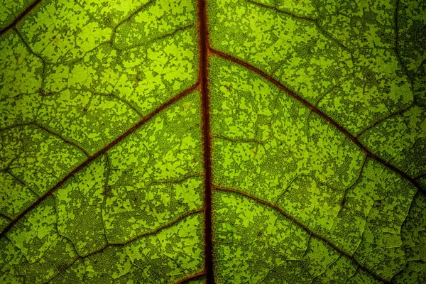 Detailní Záběr Podsvíceného Zeleného Listu Oranžovými Žilkami — Stock fotografie