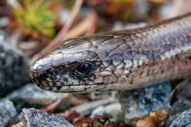 Yavaş bir solucanın ya da kör bir solucanın (Anguis fragilis)