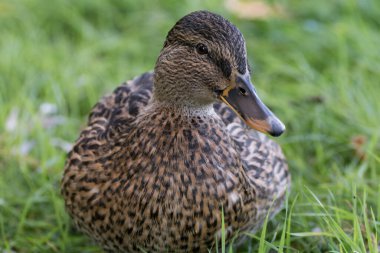 Dişi bir yaban ördeği, yeşil çimlerin üzerinde uzanıyor..
