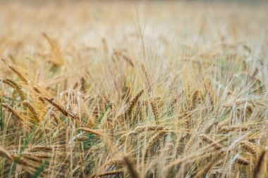 Olgun kamışlı buğday tarlasına yakın, hasat etmeye hazır..