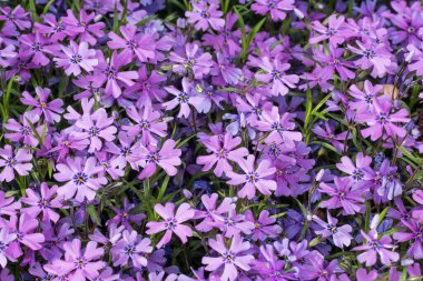 Yeşil yapraklı pembe fenox çiçeklerinin yakın plan görüntüsü