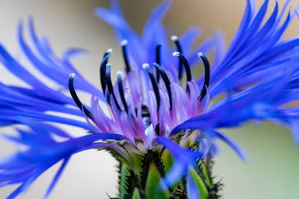 Hermoso Magnificado Primer Plano Una Flor Maíz Azul Bluebonnet —  Fotos de Stock