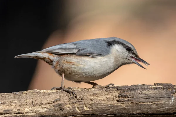 Close Eurasian Nuthatch Beak Open Tongue Out Sitting Dry Tree — Stock Photo, Image